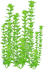 pflanze gr